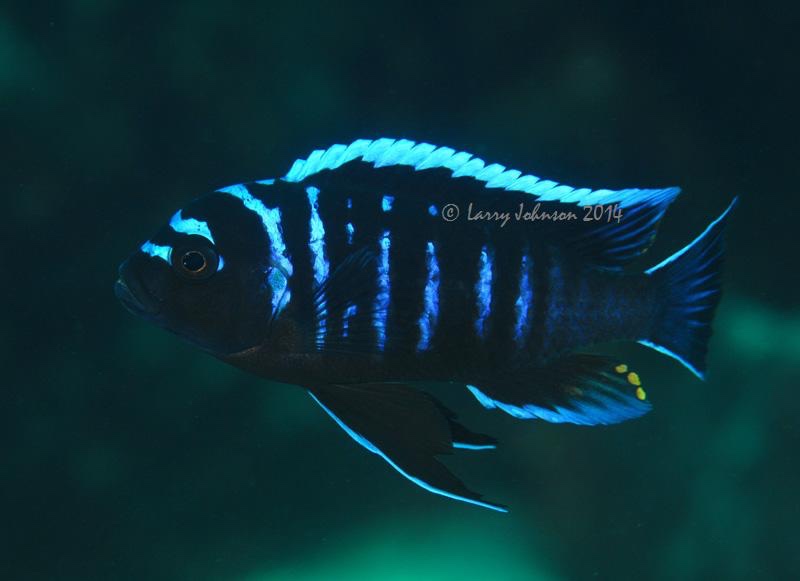 Cynotilapia afra 'Chizumulu Island'